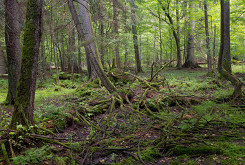 Primeval deciduous stand of Bialowieza Forest in summe