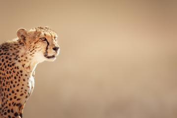 Cheetah portrait - 86222286