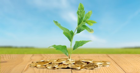 Investment, Coin, Growth.