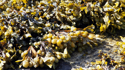 Seetang im skjerstadfjord
