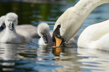Foto op Plexiglas Zwaan Mute Swan with nestlings.