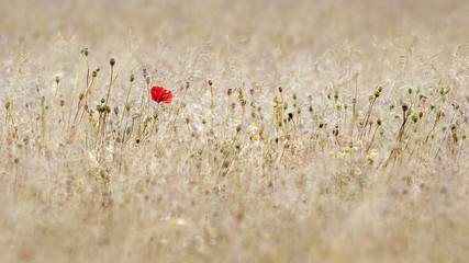 single poppy in a dry field