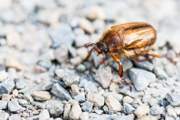 Orange may bug on the sidewalk