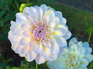 Dahlien