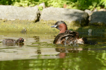 Little Grebe with nestlings.