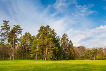 Beautiful summer landscape with field of green grass and perfect sky