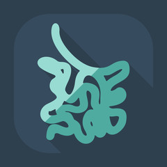 Flat modern design with shadow icons small intestine