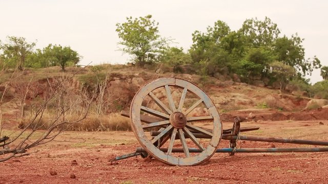 Bull cart at rural area fields