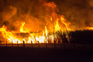 Queimada em plantação de cana de açúcar