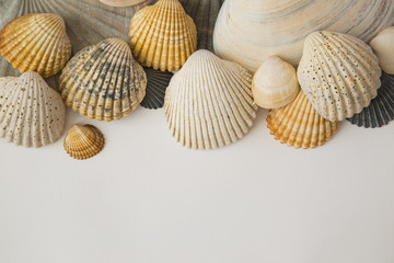 Shells