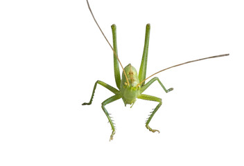 Fototapeta premium green grasshopper
