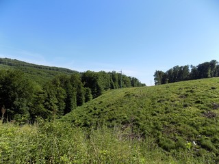 Meadow and deciduous forest