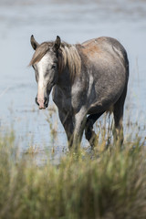 Cavallo Camargue