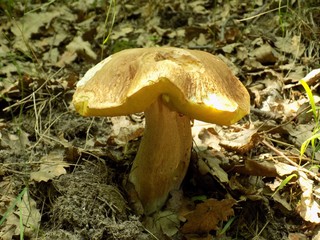 Oak mushroom
