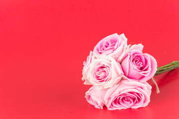 Fototapeta na wymiar pink and white rose on red background