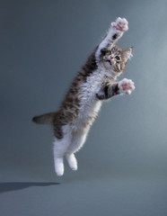 Katzenbaby springt