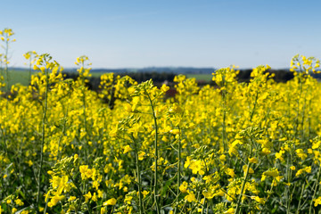 Linda plantação de canola com sua flores amarelas