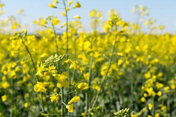 Flores amarelas em um lindo campo de canola