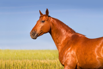 Fototapeta premium Portrait of beautiful red horse in field of corn