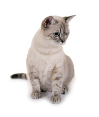 Hübsche, graue Katze