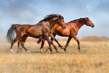 Group of  beautiful horse run gallop on field with dust