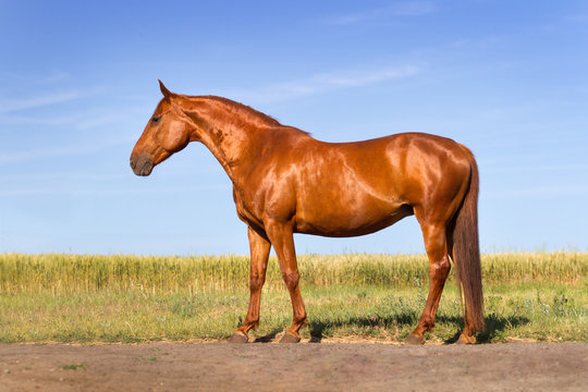 Beautiful red horse exterior 