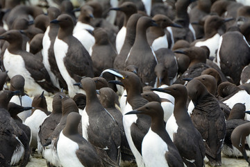 Guillemots, Farne Islands Nature Reserve, England