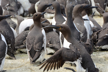 Obraz premium Guillemots, Farne Islands Nature Reserve, England