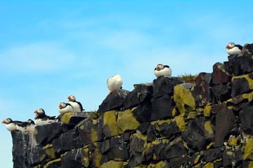 Atlantic puffins, Farne Islands Nature Reserve, England