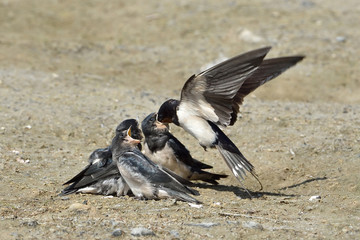 Fototapeta premium Barn Swallow (Hirundo rustica)