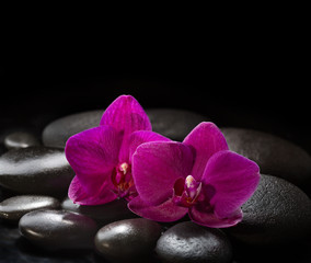 Fototapeta na wymiar Two orchids laying on black stones. Spa concept. LaStone Therapy