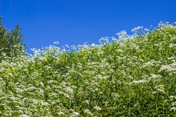 Inclined slope with green grass, white flowers and blue sky