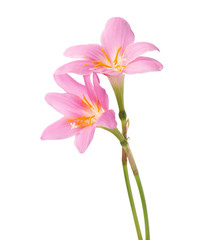 Two pink lily isolated on a white background. Rosy Rain lily