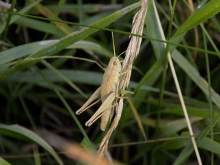 Grasshopper
