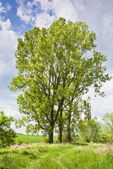 Fototapeta na wymiar Zielone wysokie topole rosnące przy polnej drodze. Wiejski krajobraz z drzewami w pogodny wiosenny dzień