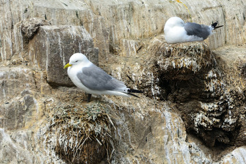 Black-legged kittiwakes, Farne Islands Nature Reserve, England