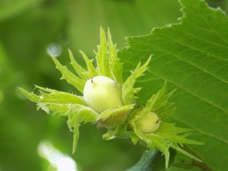 Immature hazelnuts