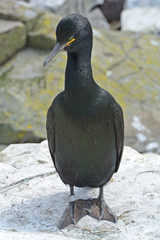 Shag, Farne Islands Nature Reserve, England