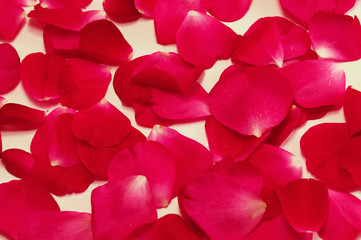 Fototapeta premium rose petals