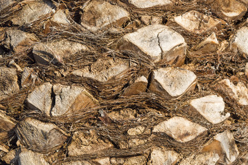 Palm tree bark pattern natural