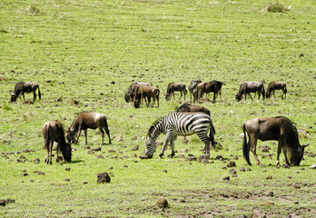 Grazing Wildebeests and  Zebra