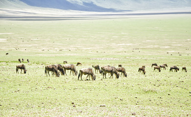 Naklejka na ściany i meble Grazing Wildebeests at the Ngorongoro