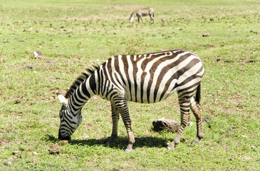 Grazing  Zebras