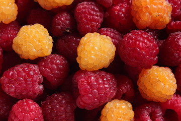 year yield of raspberries