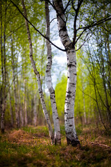 Fototapeta premium Two spring birch
