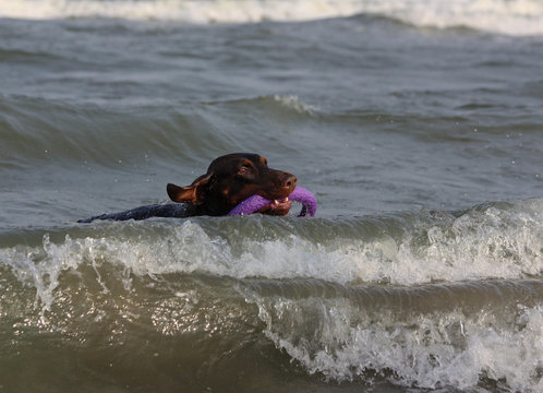 Doberman dog playing in the water.