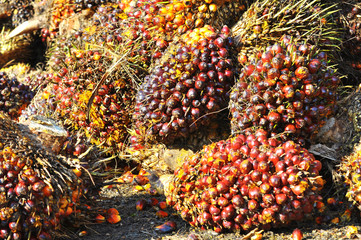 harvested palm oil fruit bunch
