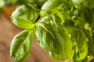 Raw Organic Green Basil