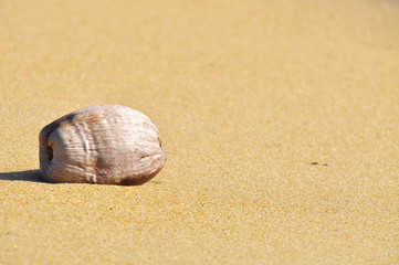 coconut on the sand at the beach with copy space area