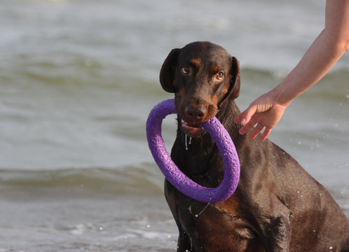 Doberman dog playing in the water.